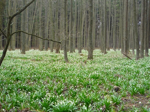 Bleduliště 2